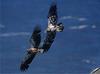 [GrayCreek] Bald Eagle