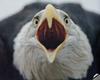 [GrayCreek] Bald Eagle
