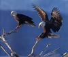 [GrayCreek] Bald Eagle