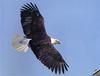 [GrayCreek] Bald Eagle
