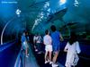 [DOT CD01] Australia - Sharks, Sydney Aquarium