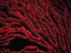 [DOT CD01] Australia - Coral
