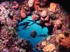 [DOT CD01] Fishes, Great Barrier Reef