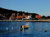 [DOT CD01] Gulls, Bornholm Gudhjem Harbor, Denmark