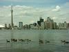 [DOT CD01] Canada Geese, Toronto
