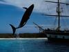[DOT CD01] WaterScene - Jumping Whale