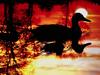 [DOT CD01] Sunrises and Sunsets - Duck