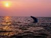 [DOT CD01] Sunrises and Sunsets - Breaching Whale