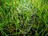 [DOT CD01] Scenery - Spider Web, Florida