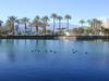 [DOT CD02] Ducks California Palm Desert