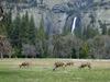 [DOT CD02] Deer, California Yosemite