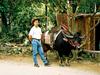[DOT CD02] Cuba - Cow