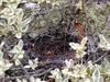 [DOT CD02] Florida - Gilchrist County - Bird Nest