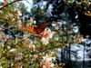 [DOT CD02] Florida - Gilchrist County - Butterfly