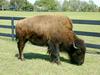 [DOT CD02] Florida - Gilchrist County - American Bison