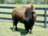 [DOT CD02] Florida - Gilchrist County - American Bison