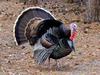 [DOT CD02] Florida - Gilchrist County - Domesticated Turkey