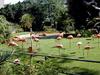 [DOT CD02] Hawaii - Honolulu Zoo - Flamingo flock