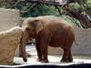 [DOT CD02] Hawaii - Honolulu Zoo - Asiatic Elephant