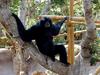 [DOT CD02] Hawaii - Honolulu Zoo - Monkey (Siamang???)