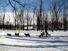 [DOT CD02] Montreal - Sled dogs