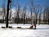 [DOT CD02] Montreal - Sled dogs