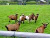 [DOT CD02] Zwartebroek, Netherlands - Goats