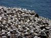 [DOT CD02] St. Marys, Newfoundland - Northern Gannets