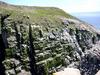 [DOT CD02] St. Marys, Newfoundland - Northern Gannets