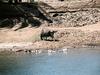 [DOT CD02] Egypt Nile Animals - Cow and Ducks