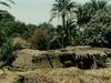 [DOT CD02] Egypt Nile Cattle Shed - Cows