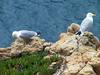 [DOT CD03] France - Corsica - Ile Rousse Island - Gulls