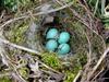 [DOT CD03] Netherlands - Gelderse Valley - Rural Home April 2001 - Bird Eggs