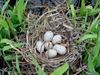 [DOT CD03] Netherlands - Gelderse Valley - Rural Home March 2001 - Birds Eggs