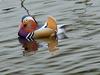 [DOT CD03] Netherlands - Gelderse Valley - Rural Home March 2001 - Mandarin Duck
