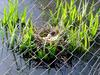 [DOT CD03] Netherlands - Gelderse Valley - Rural Home March 2001 - Birds Eggs