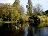 [DOT CD03] Netherlands - Province of Utrecht - City of Utrecht - Geese