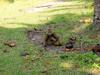 [DOT CD03] Thailand - Koh Samui - Monkey