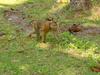 [DOT CD03] Thailand - Koh Samui - Monkey