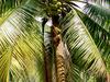 [DOT CD03] Thailand - Koh Samui - Monkey