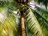 [DOT CD03] Thailand - Koh Samui - Monkey