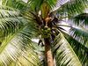 [DOT CD03] Thailand - Koh Samui - Monkey