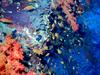 [DOT CD03] Underwater - Coral Habitat