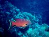 [DOT CD03] Underwater - Grouper