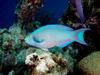 [DOT CD03] Underwater - Queen Parrotfish, Scarus vetula