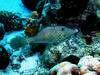 [DOT CD03] Underwater - Scrawled Filefish