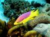 [DOT CD03] Underwater - Spanish Hogfish