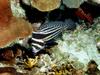 [DOT CD03] Underwater - Spotted Drumfish