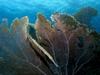 [DOT CD03] Underwater - Trumpetfish