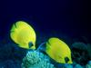 [DOT CD03] Underwater - Bluecheek Butterflyfish (Chaetodon semilarvatus)